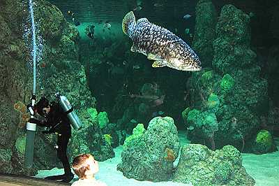 Aquarium